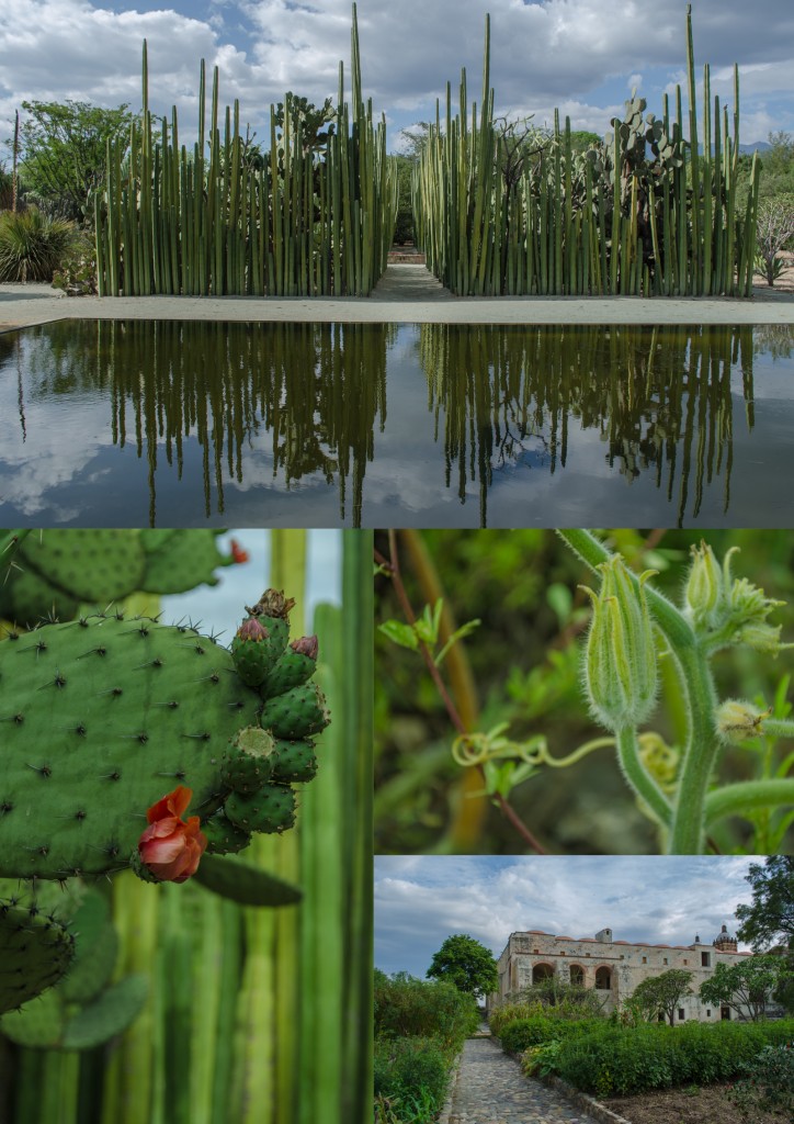 Jardín Etnobotánic, Mexico (2014). @coreylatislaw.com